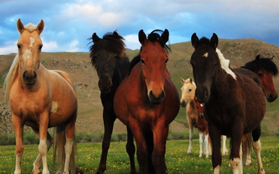 Монгол адуу